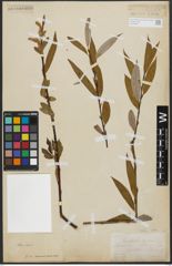 Foto von Salix alba L.